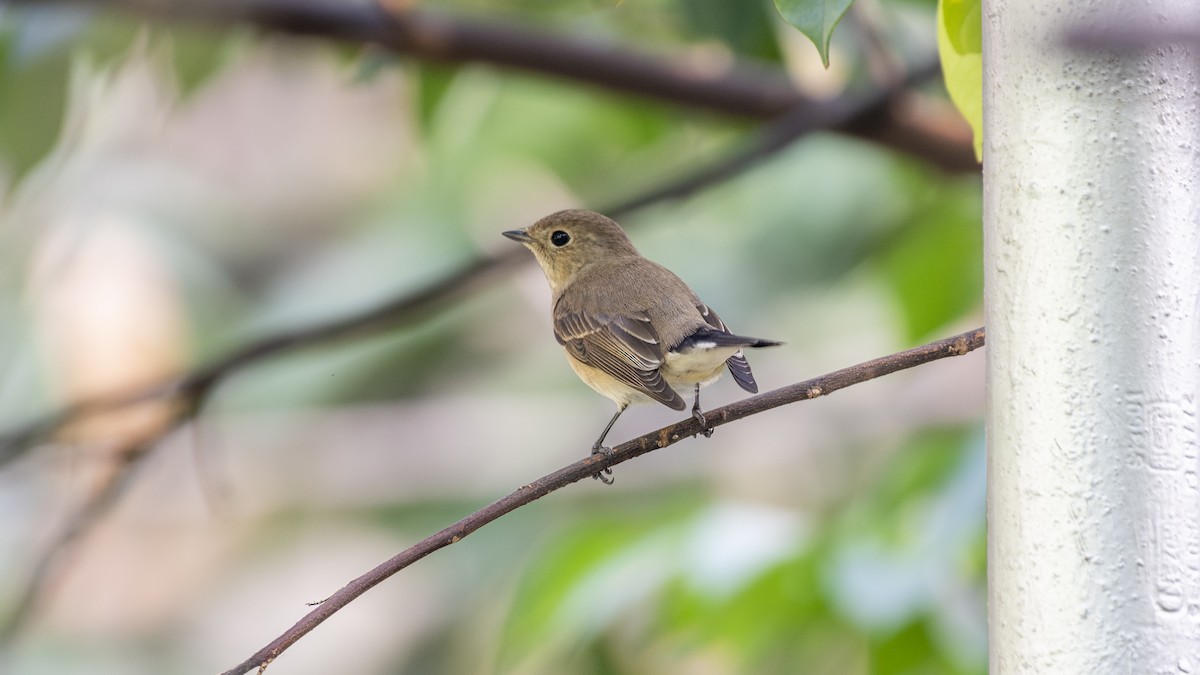 Taigaschnäpper - ML646281123