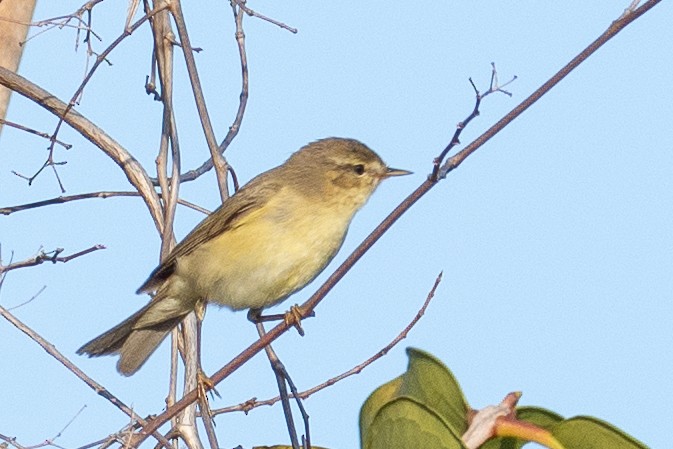 løvsanger - ML646281124