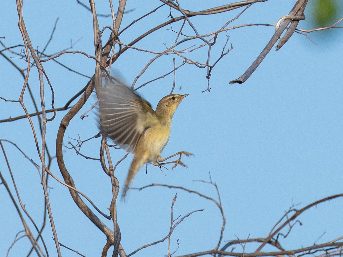 løvsanger - ML646281125