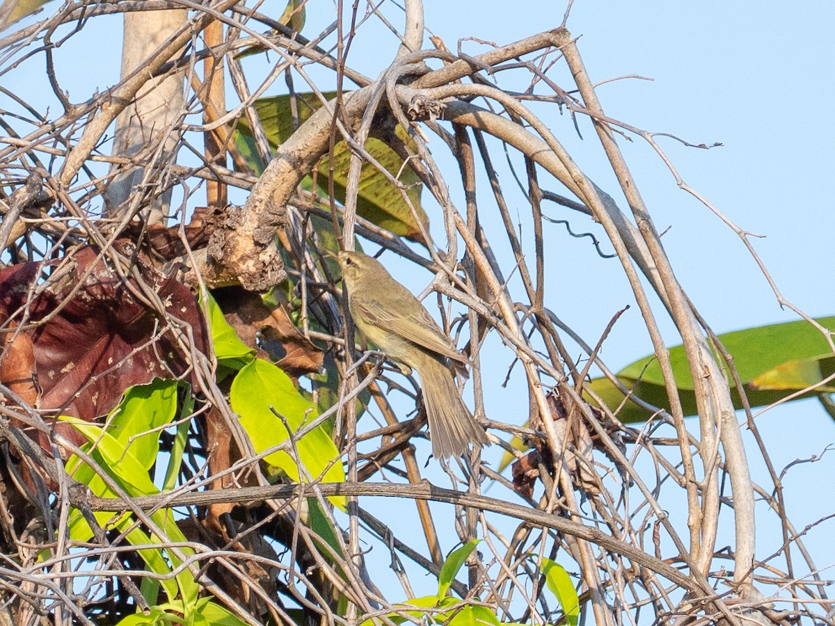 løvsanger - ML646281126