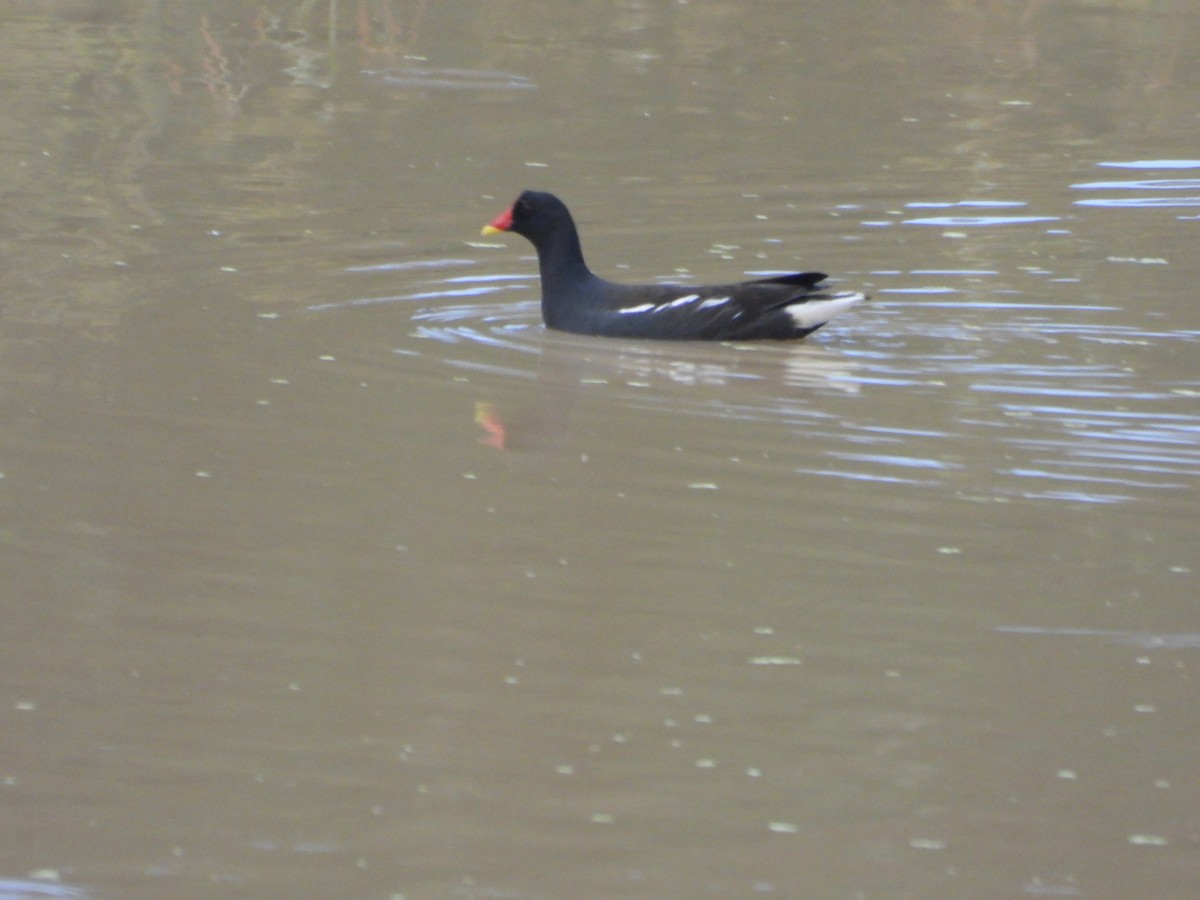 sivhøne - ML646281127