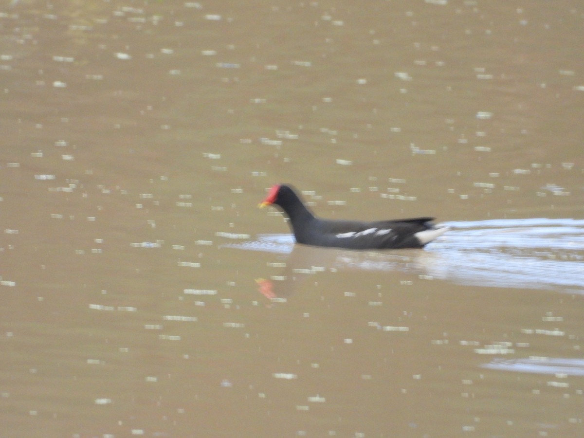 sivhøne - ML646281128