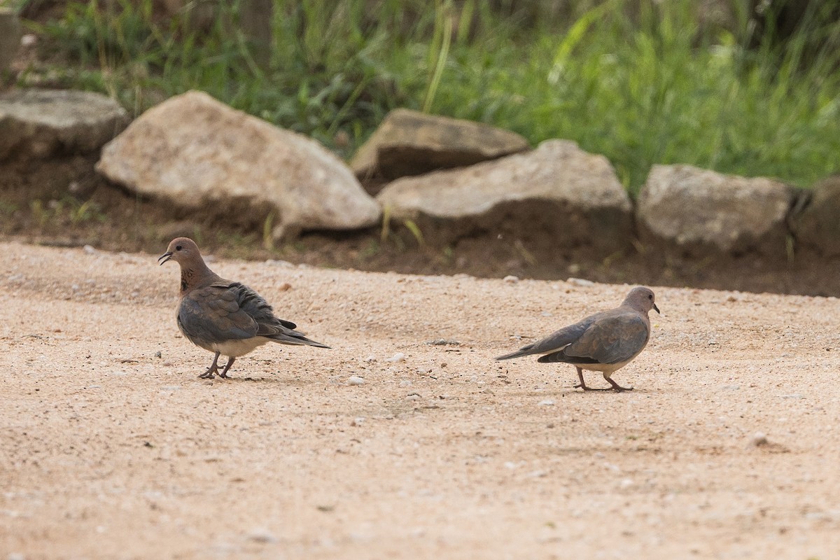 palmedue - ML646281129