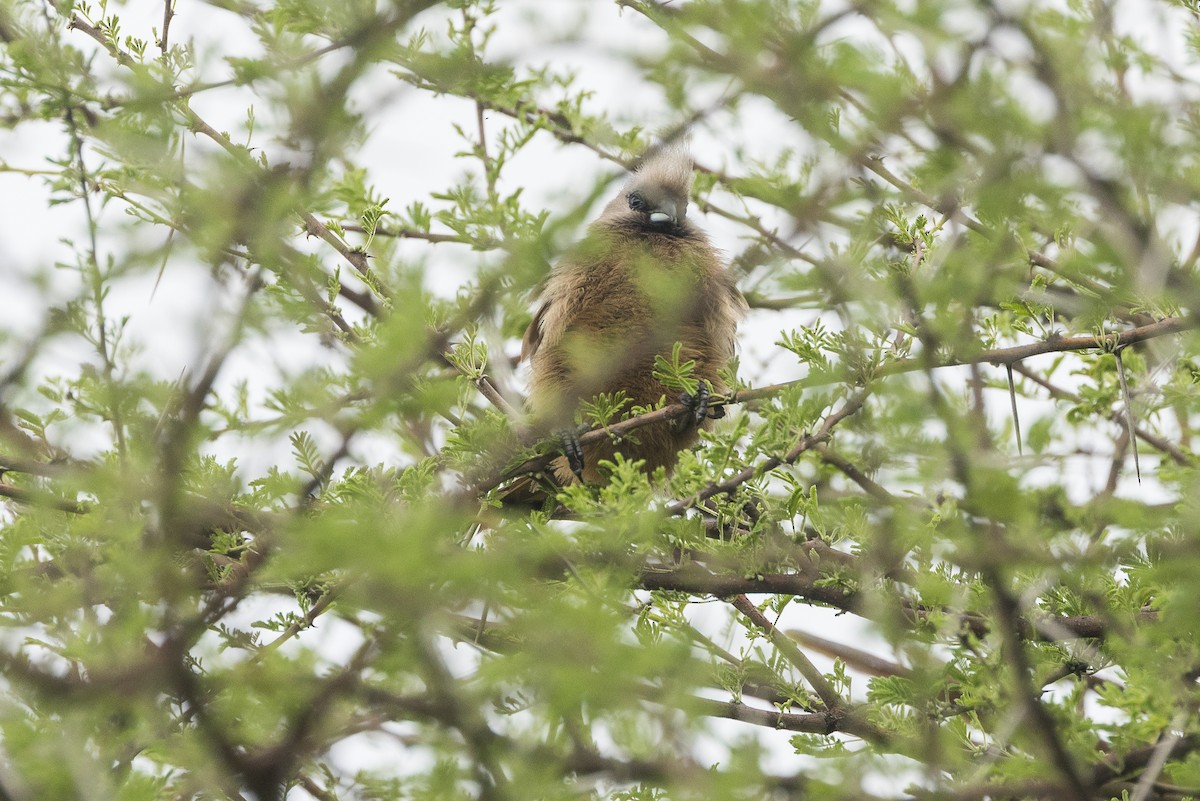 brunmusfugl - ML646281130