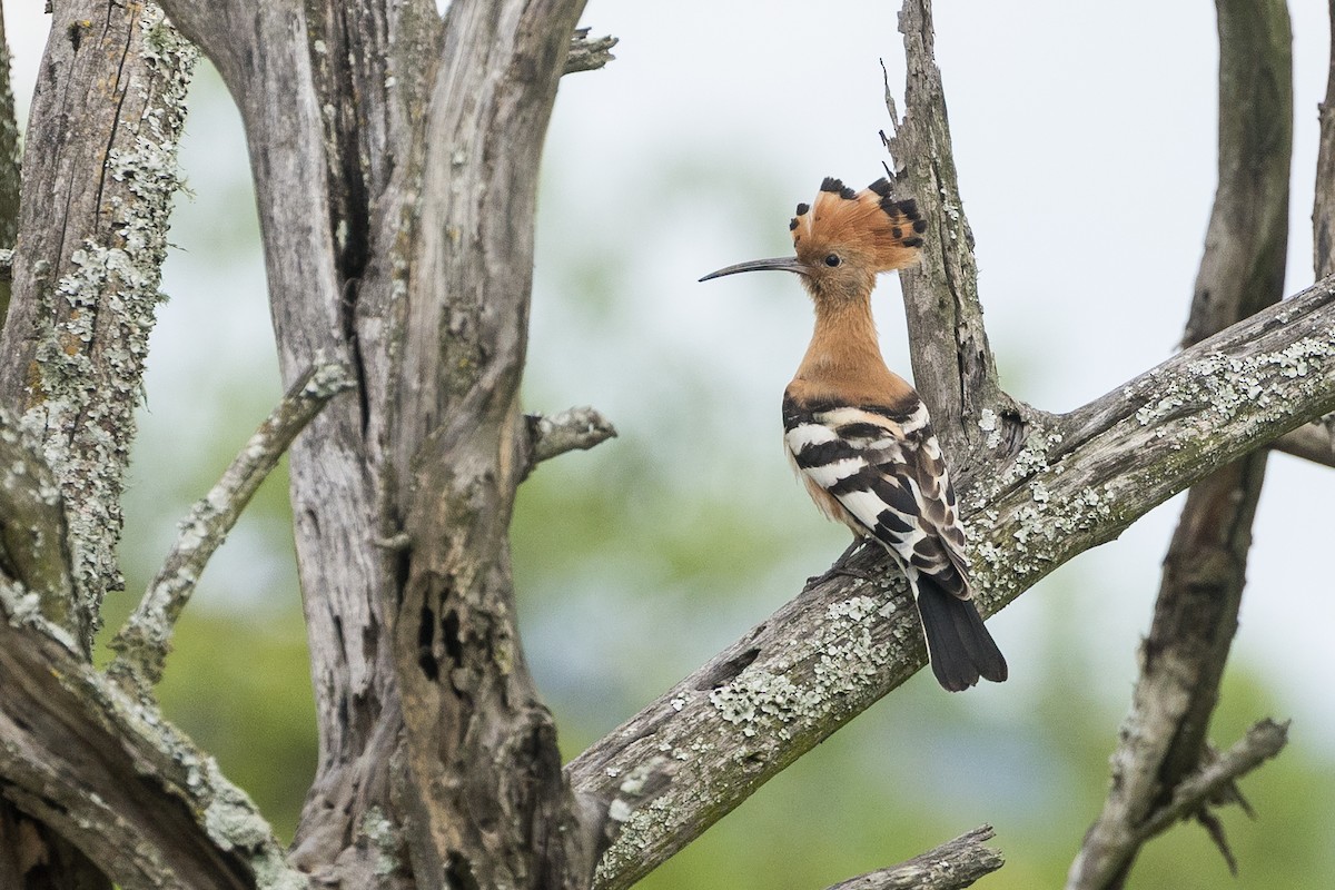 hærfugl - ML646281131