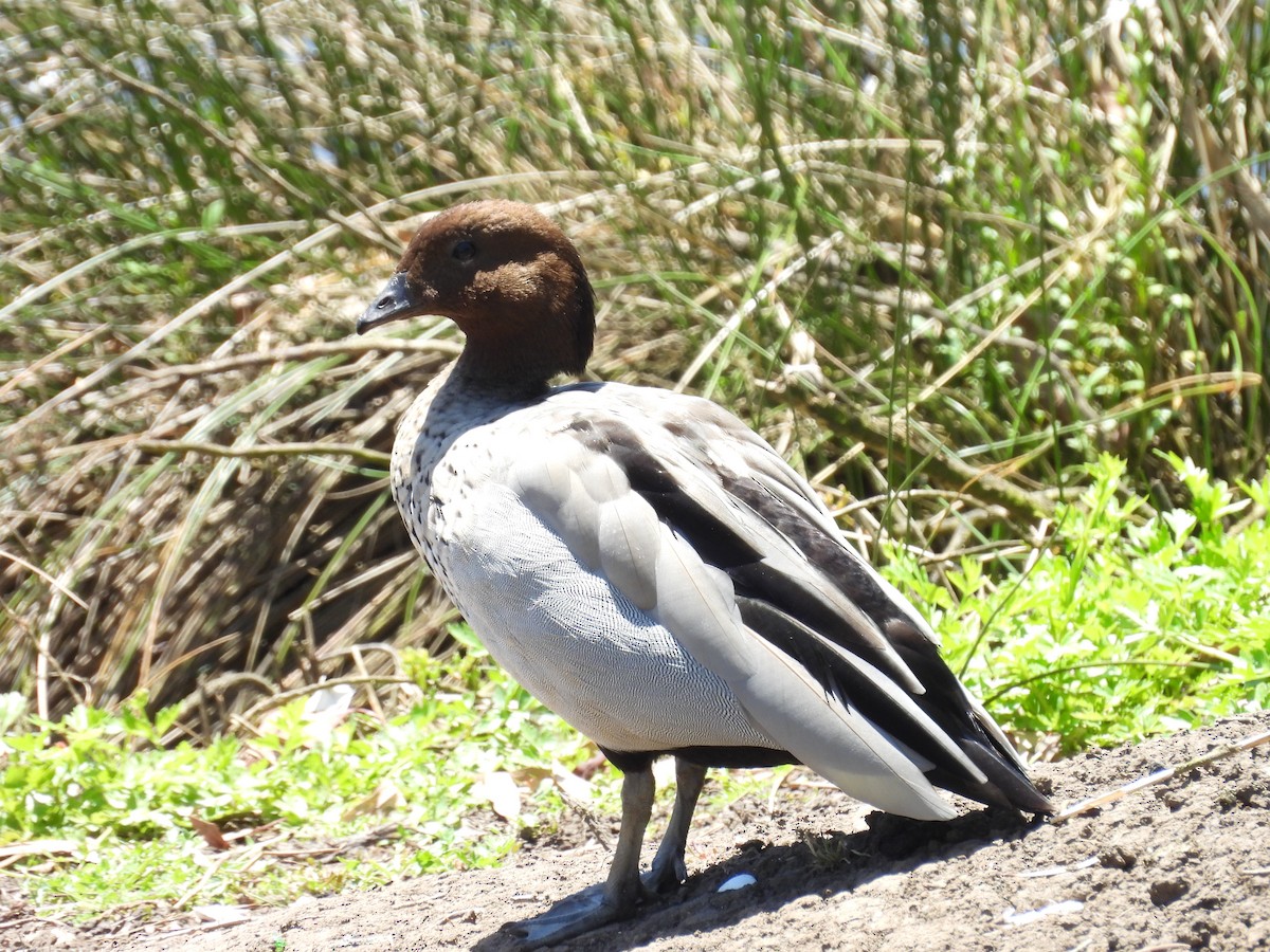 Mähnenente - ML646281132