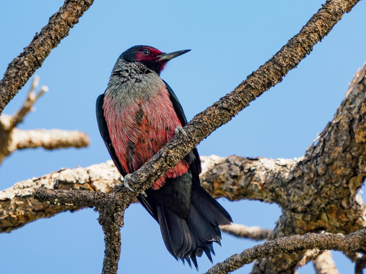 fluesnapperspett - ML646281133