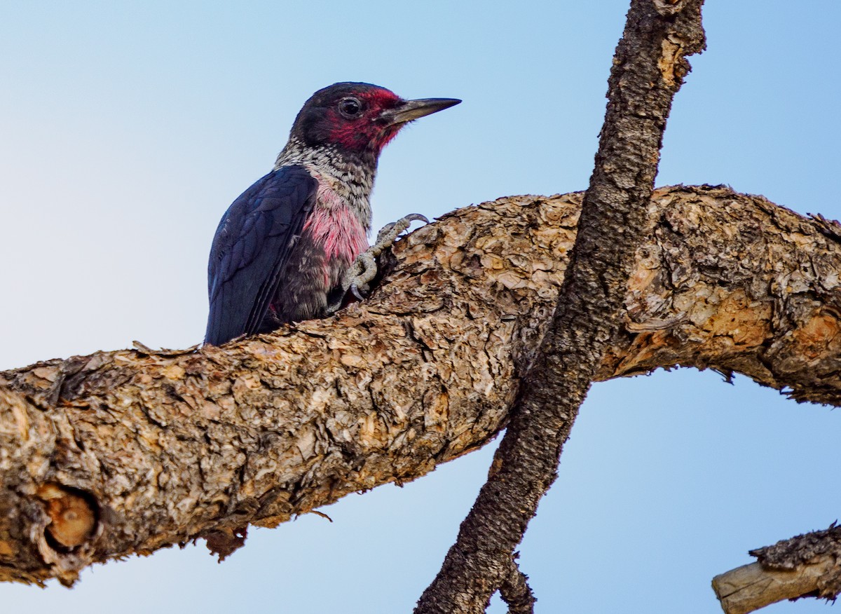 fluesnapperspett - ML646281134