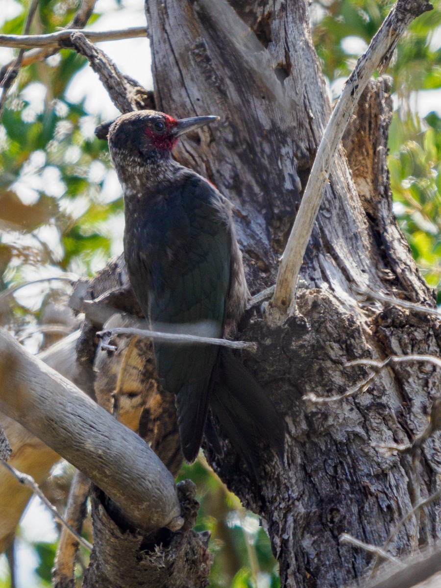 fluesnapperspett - ML646281135