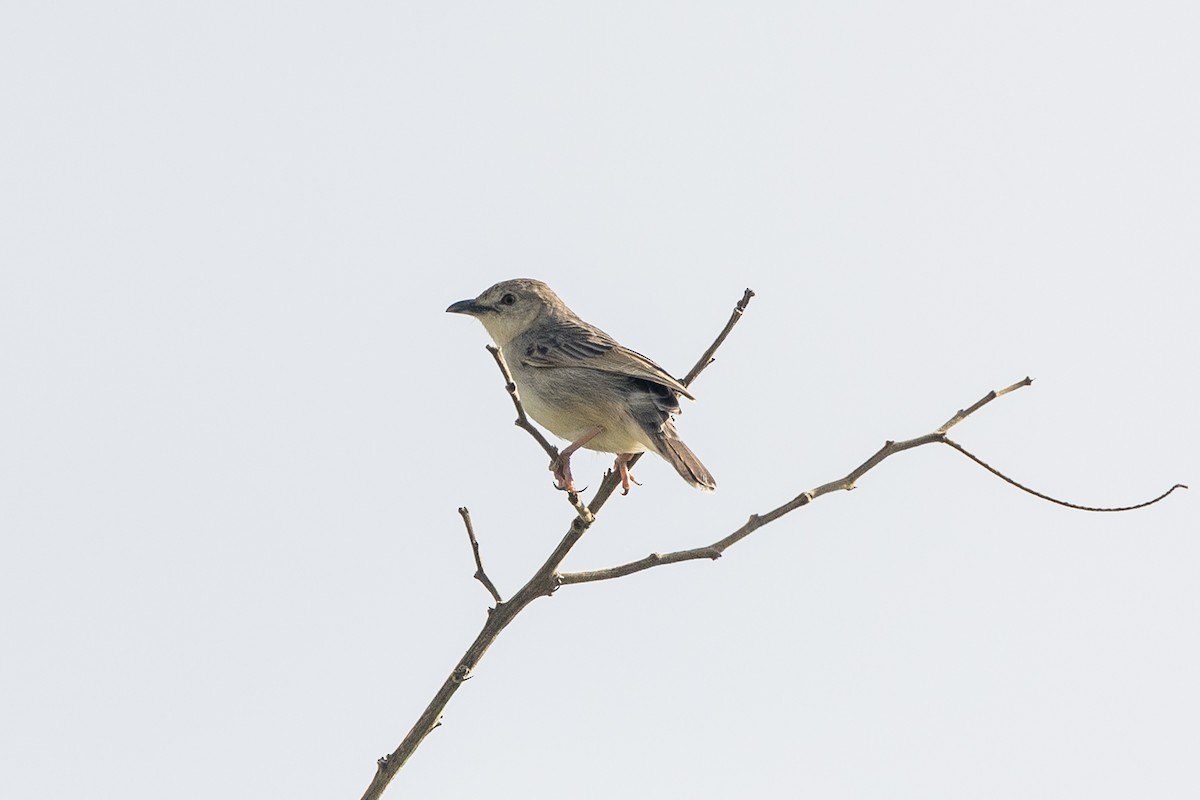 kvekkegressanger - ML646281139