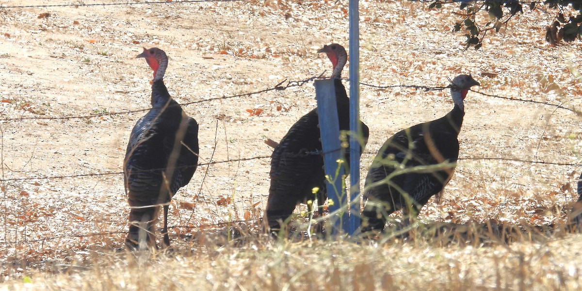 Truthuhn - ML646281142