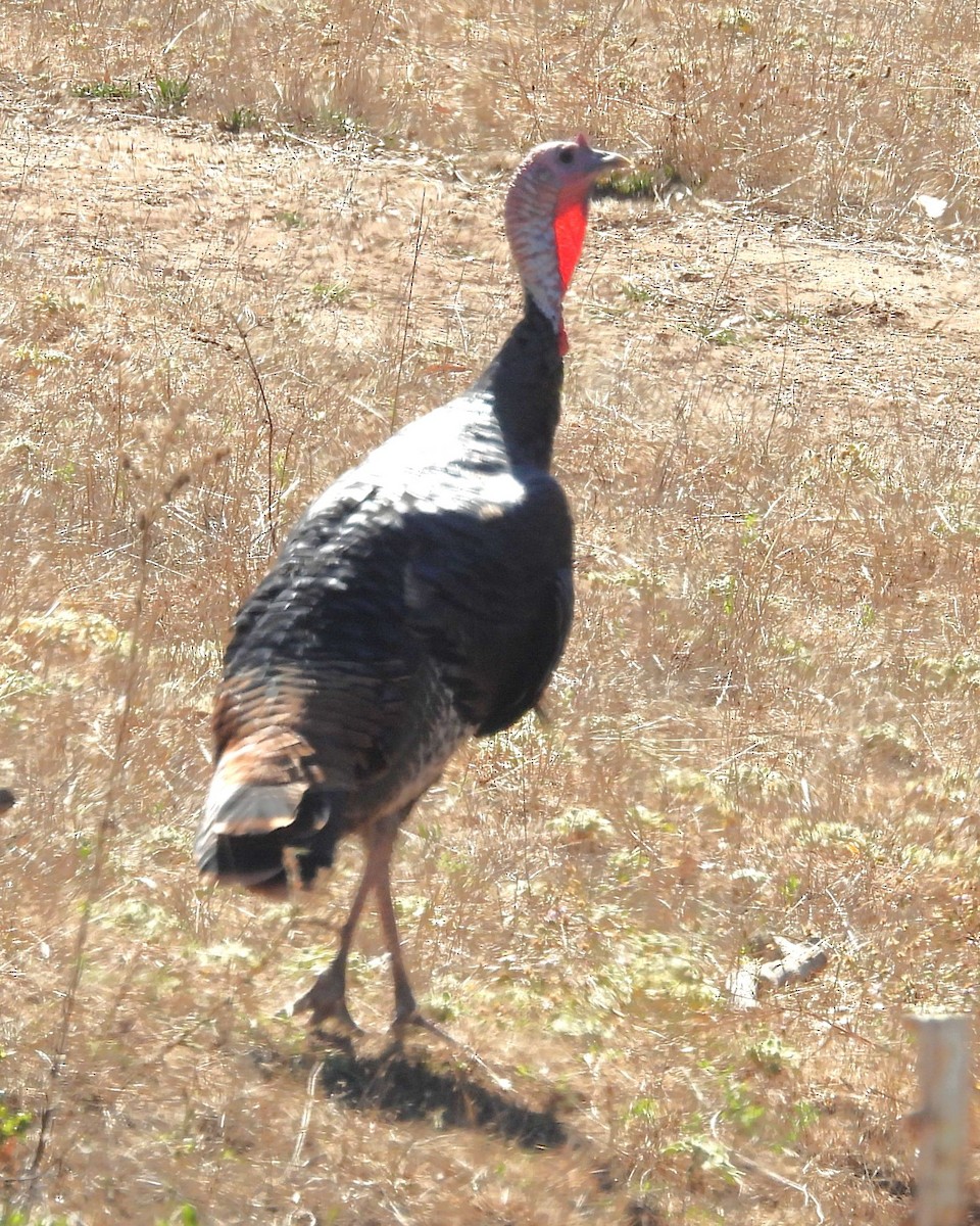 Truthuhn - ML646281143