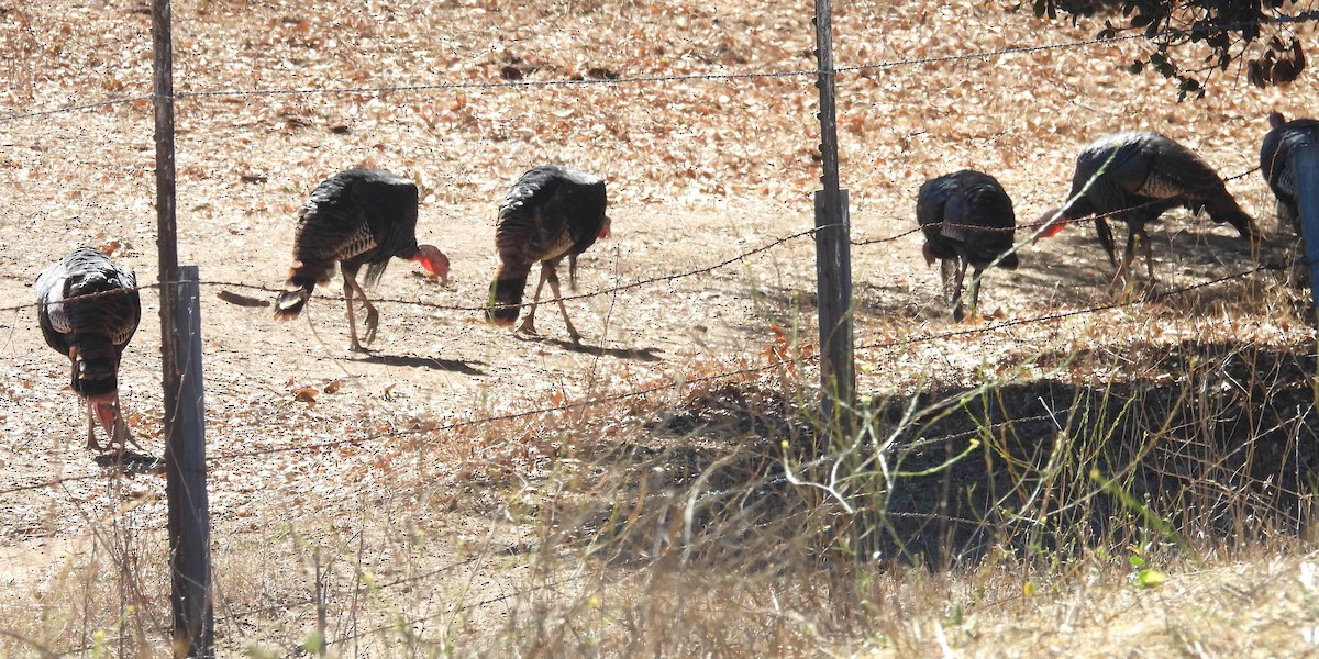 Truthuhn - ML646281145