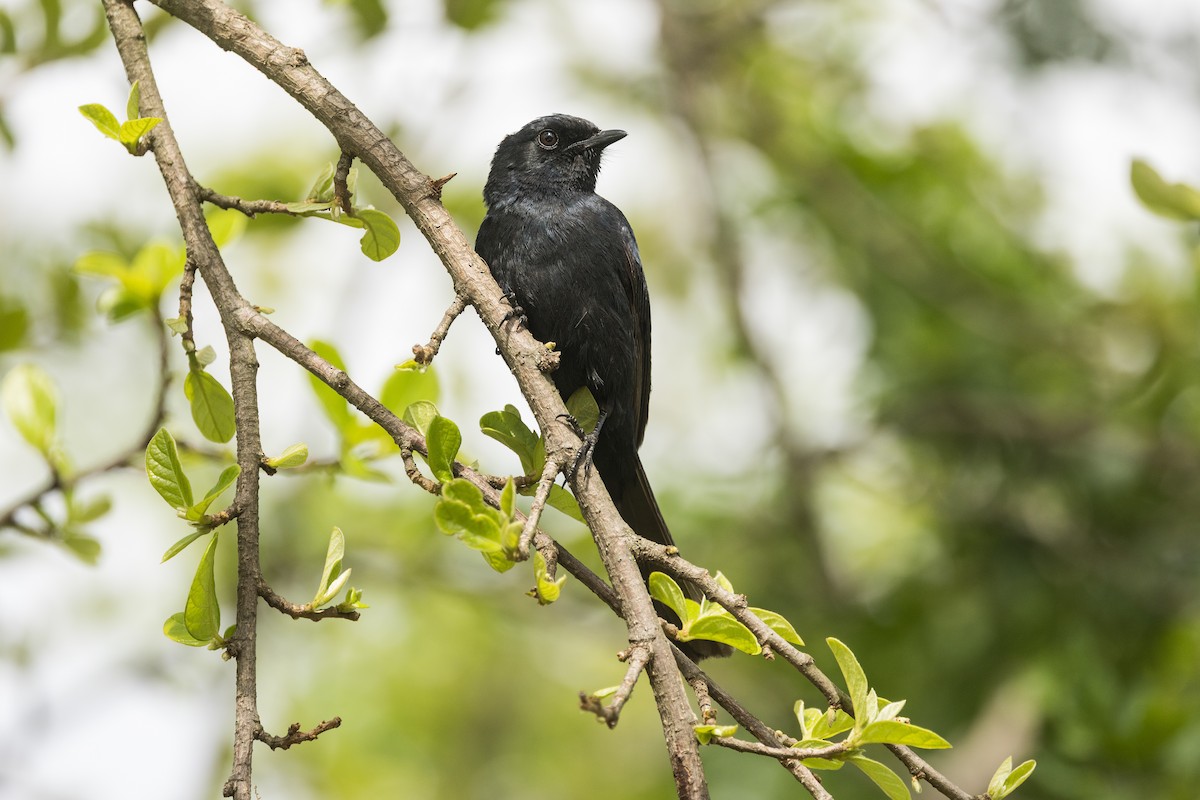 Glanzdrongoschnäpper - ML646281152