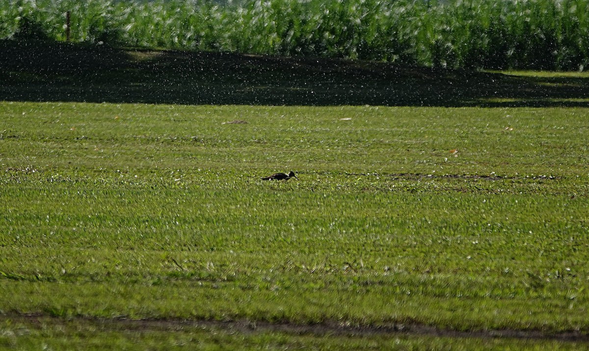 Zwergbrachvogel - ML646281156