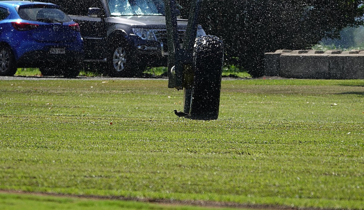 Zwergbrachvogel - ML646281157