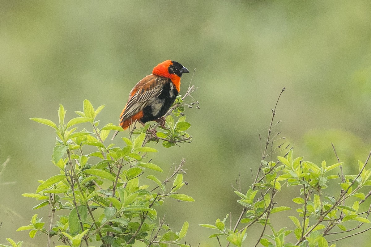 Oryxweber - ML646281158