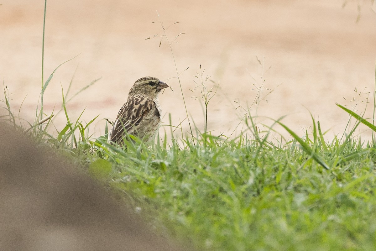 Oryxweber - ML646281159