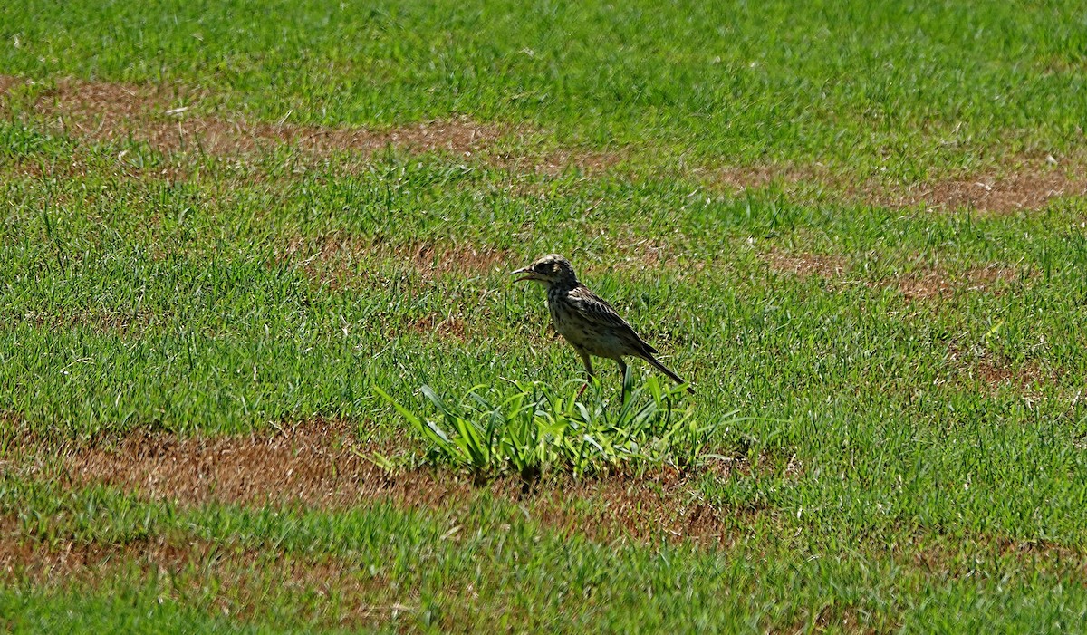 Australspornpieper - ML646281160