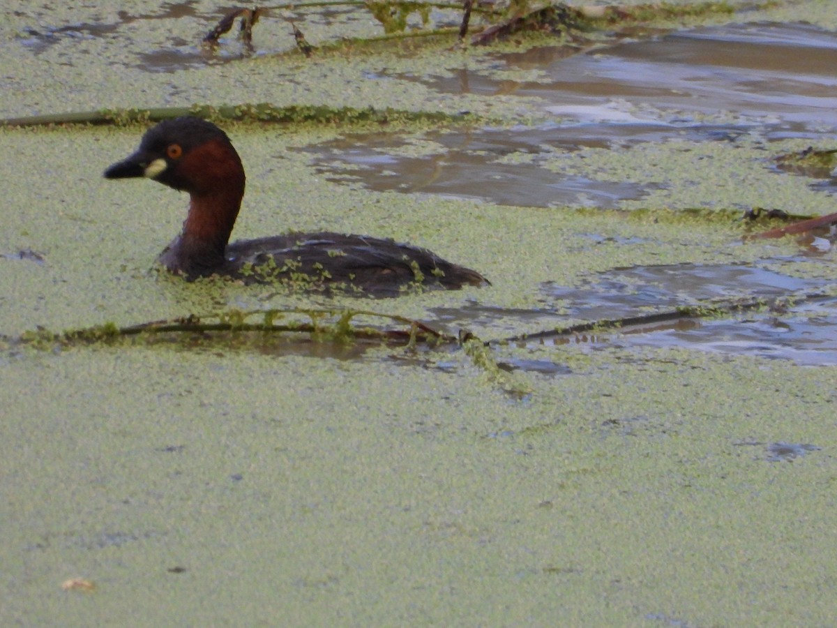 Zwergtaucher - ML646281163