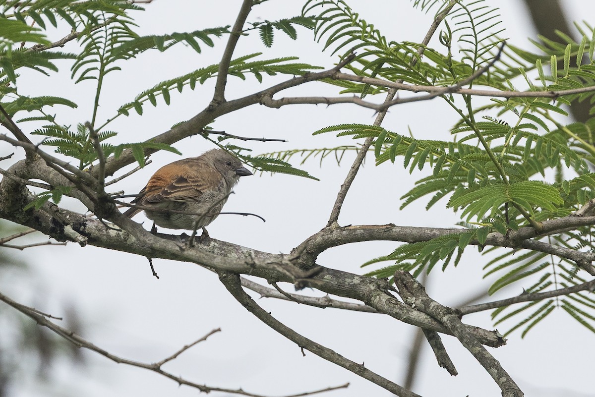 Damarasperling - ML646281164