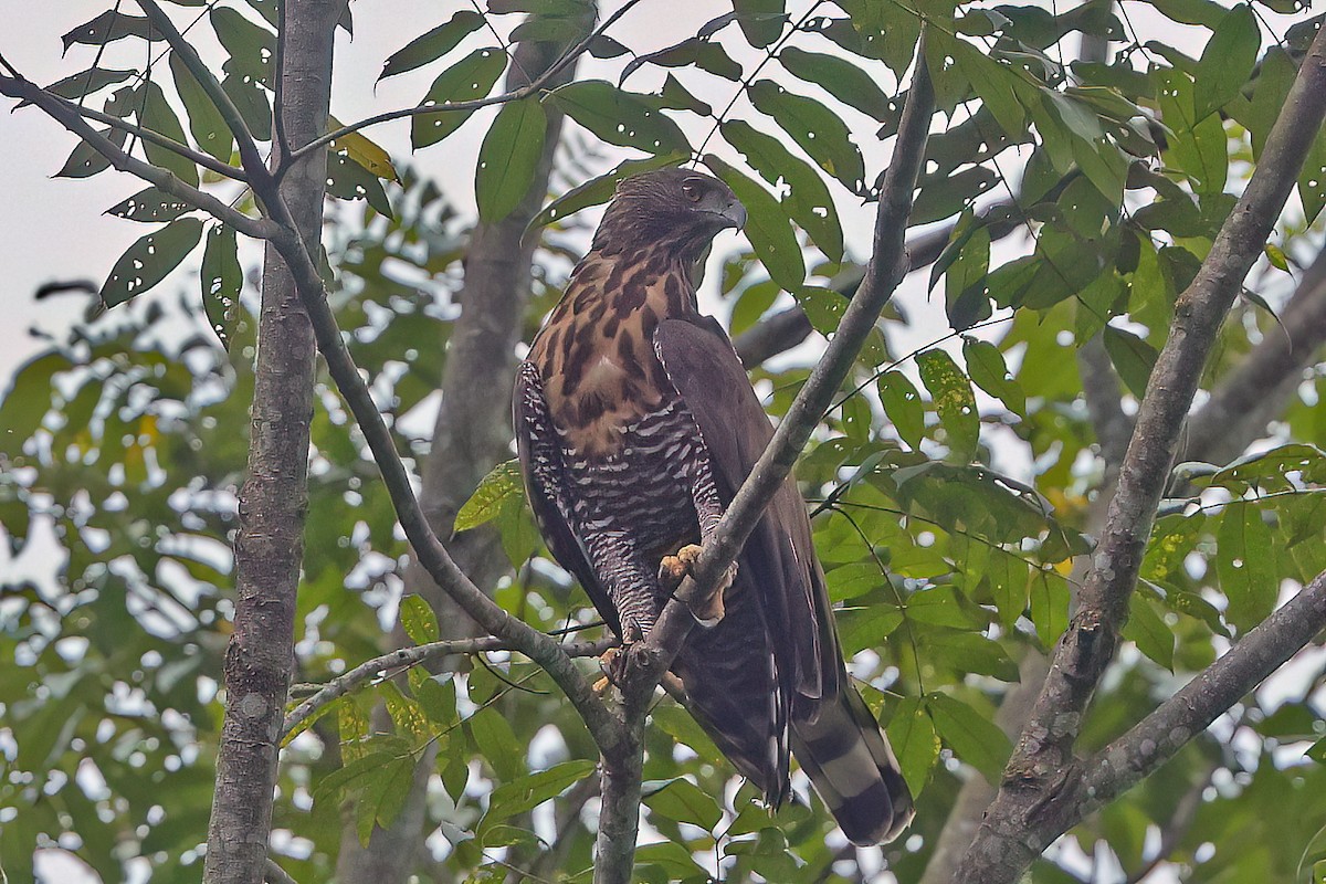 Celebeshaubenadler - ML646281165