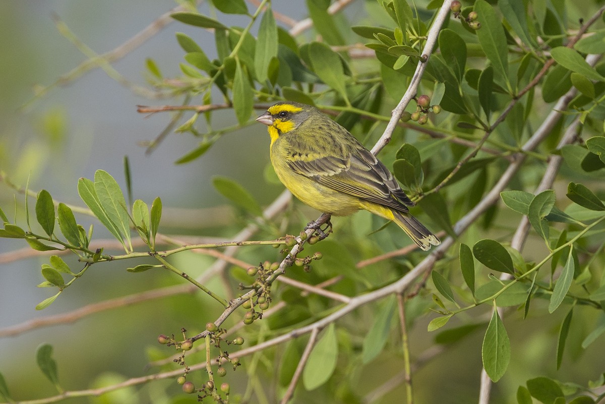 Mosambikgirlitz - ML646281171