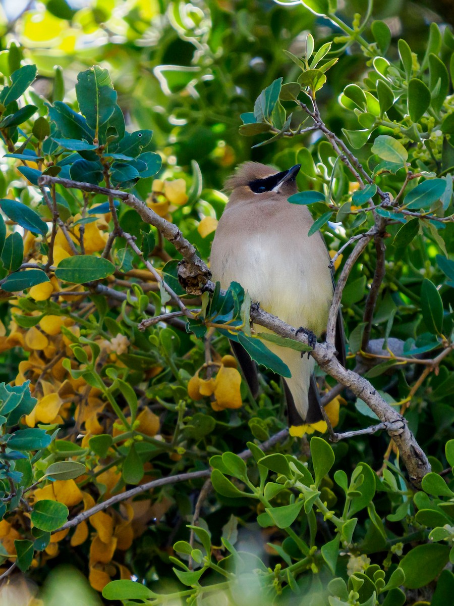 Zedernseidenschwanz - ML646281172