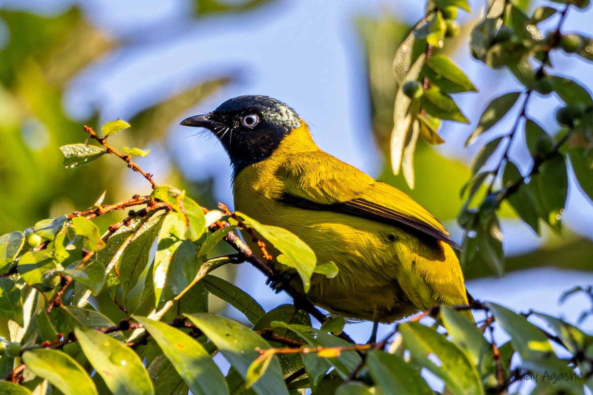 Schwarzkopfbülbül - ML646281174