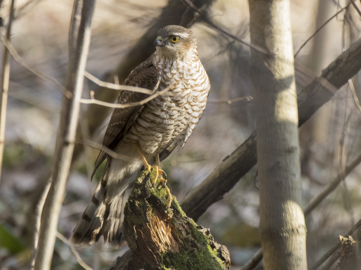 Sperber - ML646281175