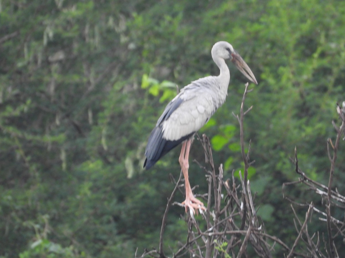 スキハシコウ - ML646281182
