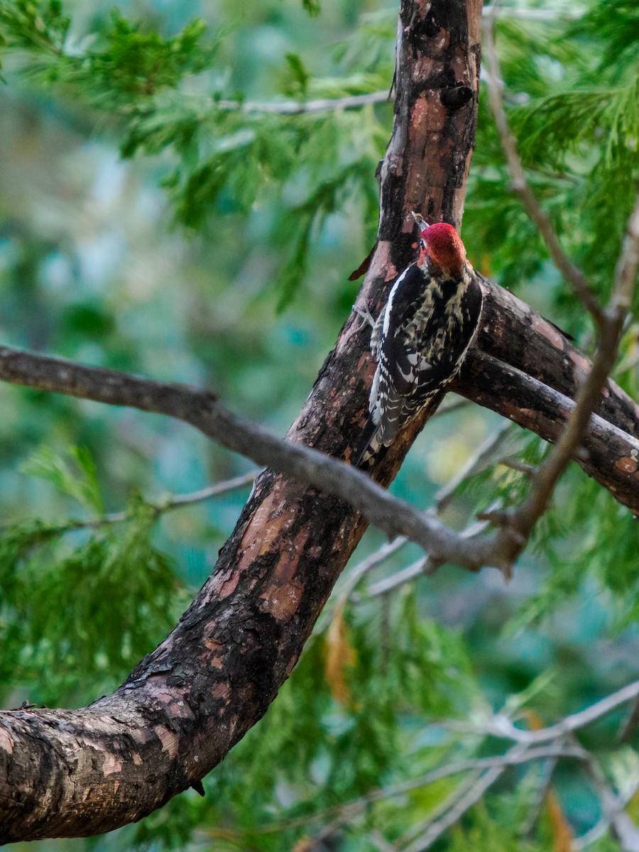Red-breasted Sapsucker - ML646281190