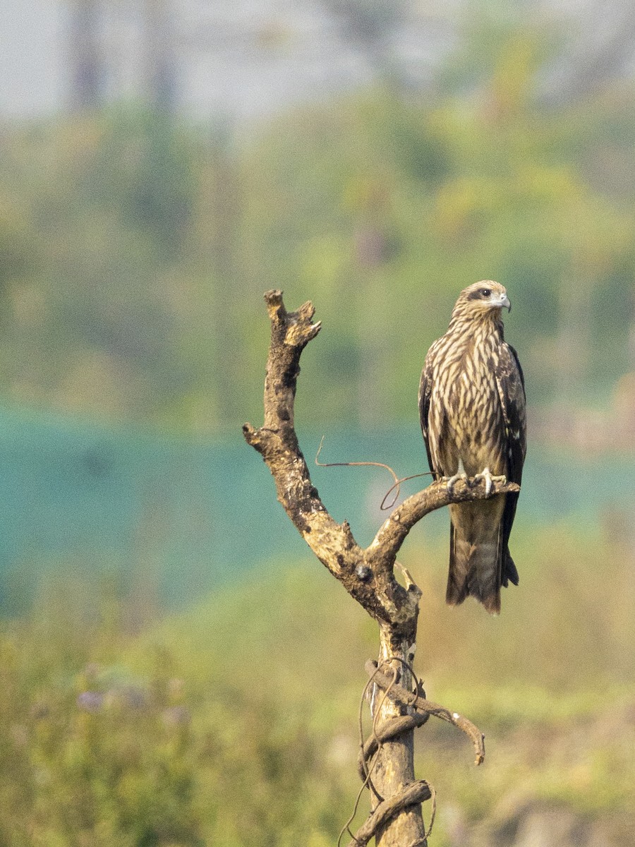 Miru beltza - ML646281192