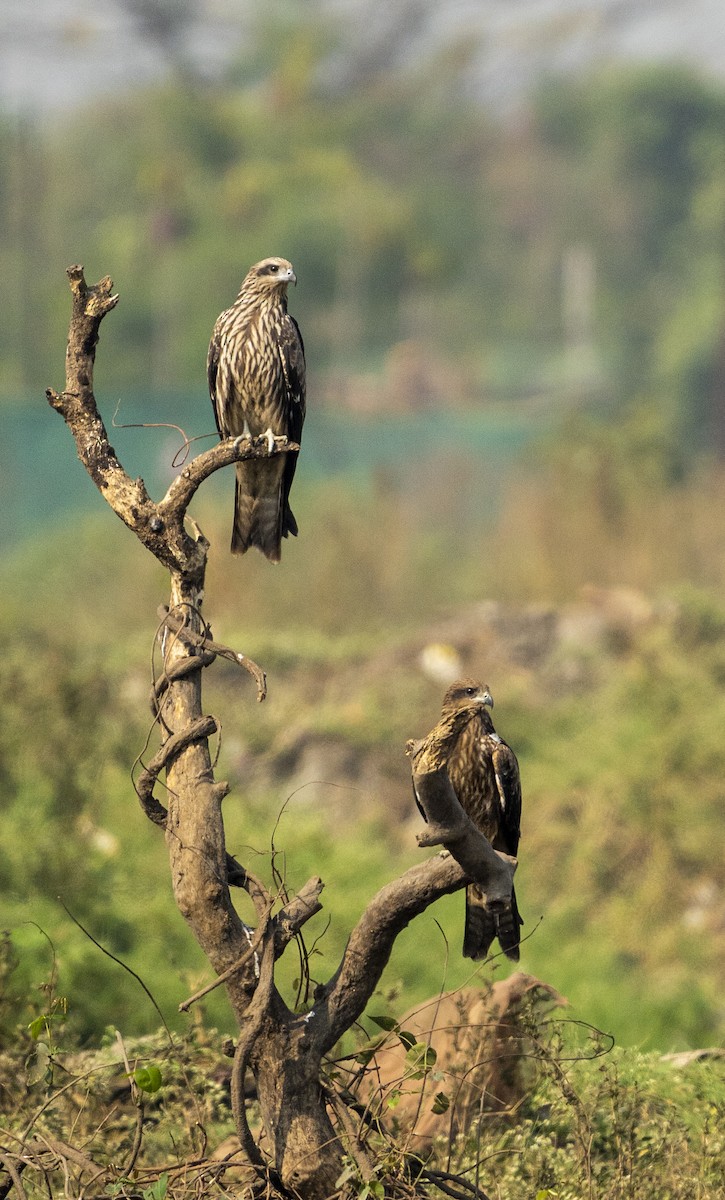 Miru beltza - ML646281194