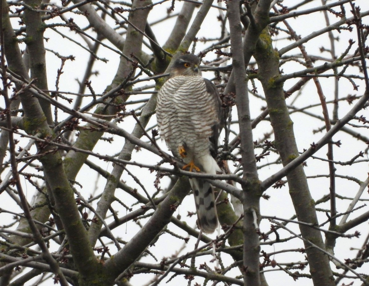 Eurasian Sparrowhawk - ML646281195