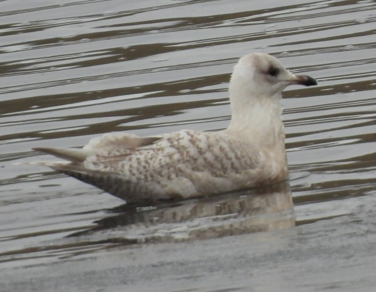 Iceland Gull - ML646281197