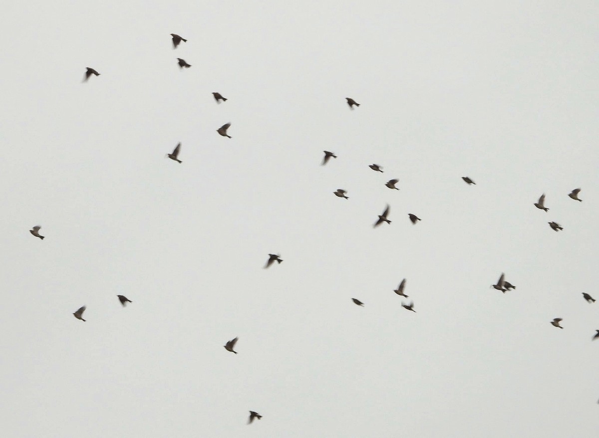 Eurasian Skylark - ML646281198