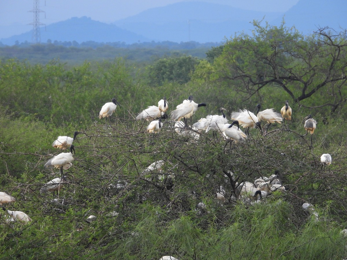 クロトキ - ML646281202