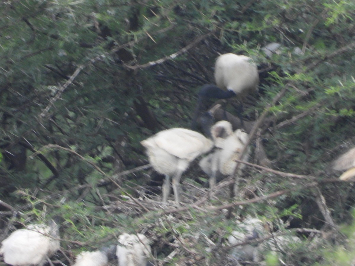 クロトキ - ML646281203