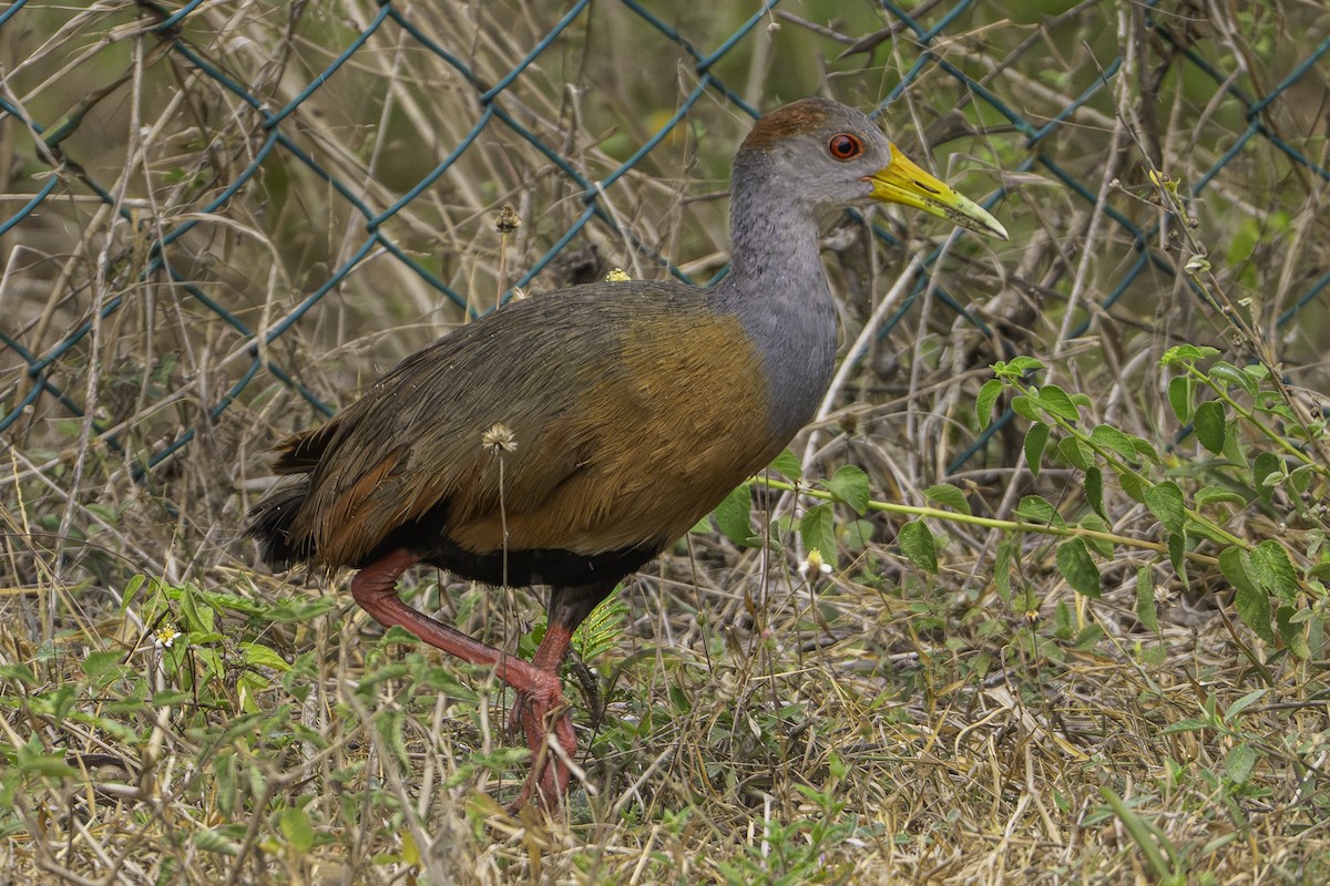 Russet-naped Wood-Rail - ML646281206