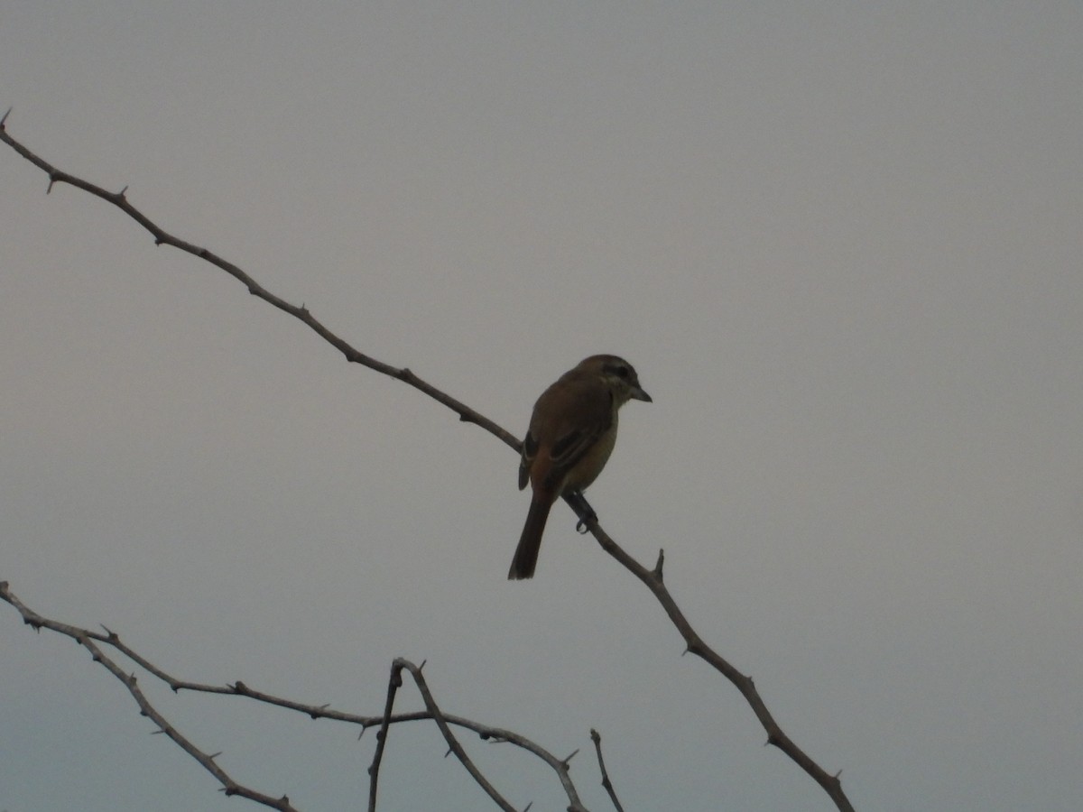 アカモズ - ML646281209