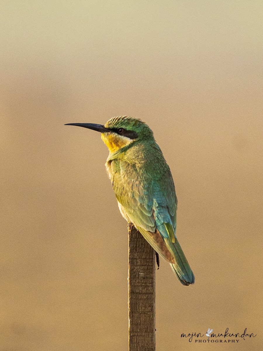 Erle-txori papargorria - ML646281223