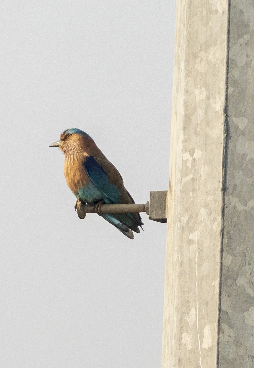 Indian Roller - ML646281225
