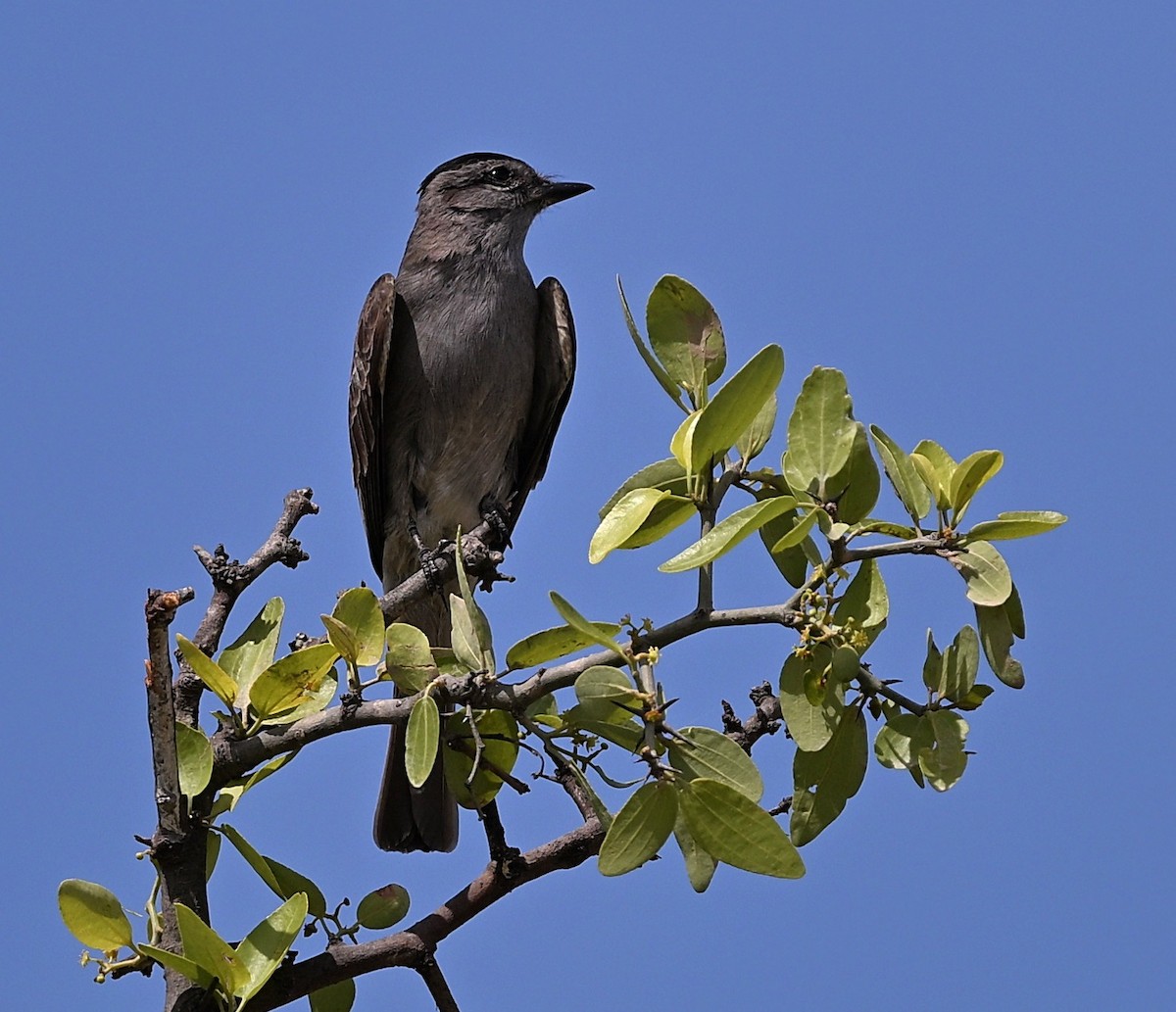 Crowned Slaty Flycatcher - ML646281226