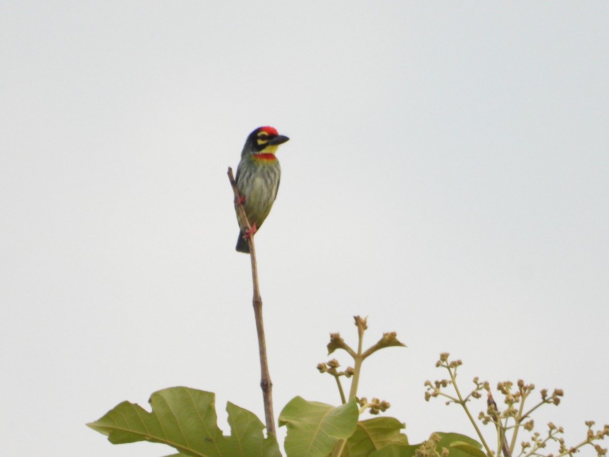 ムネアカゴシキドリ - ML646281235