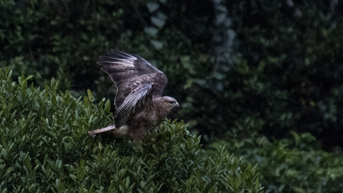 ヨーロッパノスリ - ML646281240