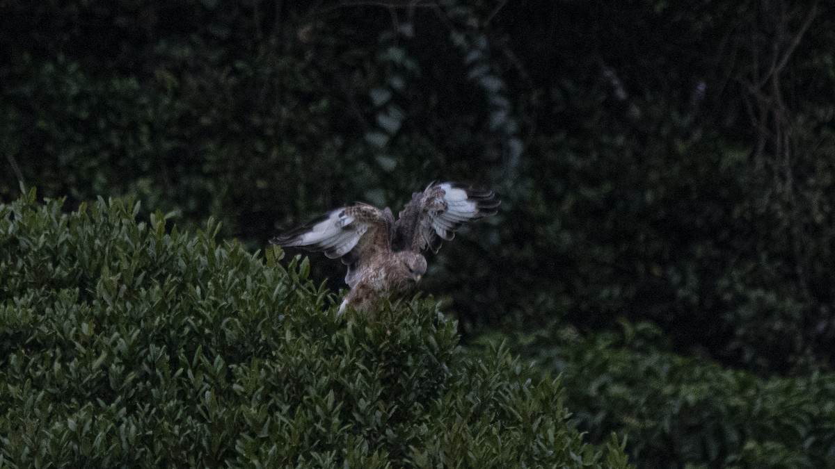 ヨーロッパノスリ - ML646281241