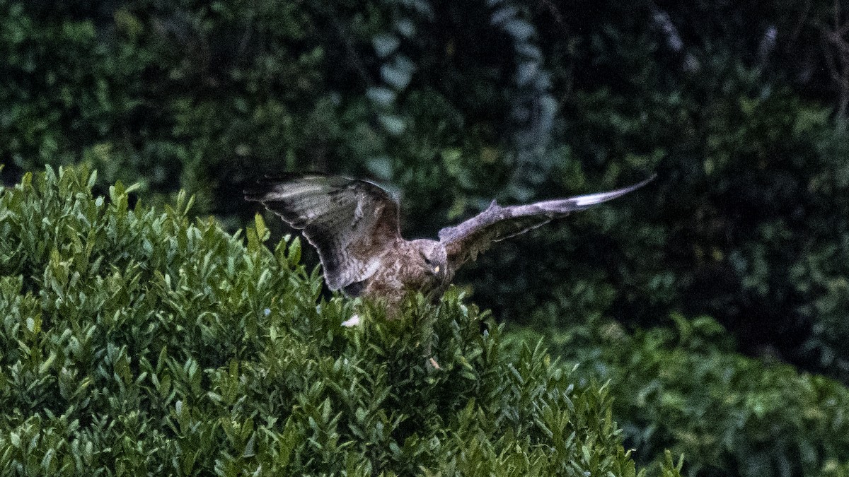 ヨーロッパノスリ - ML646281242