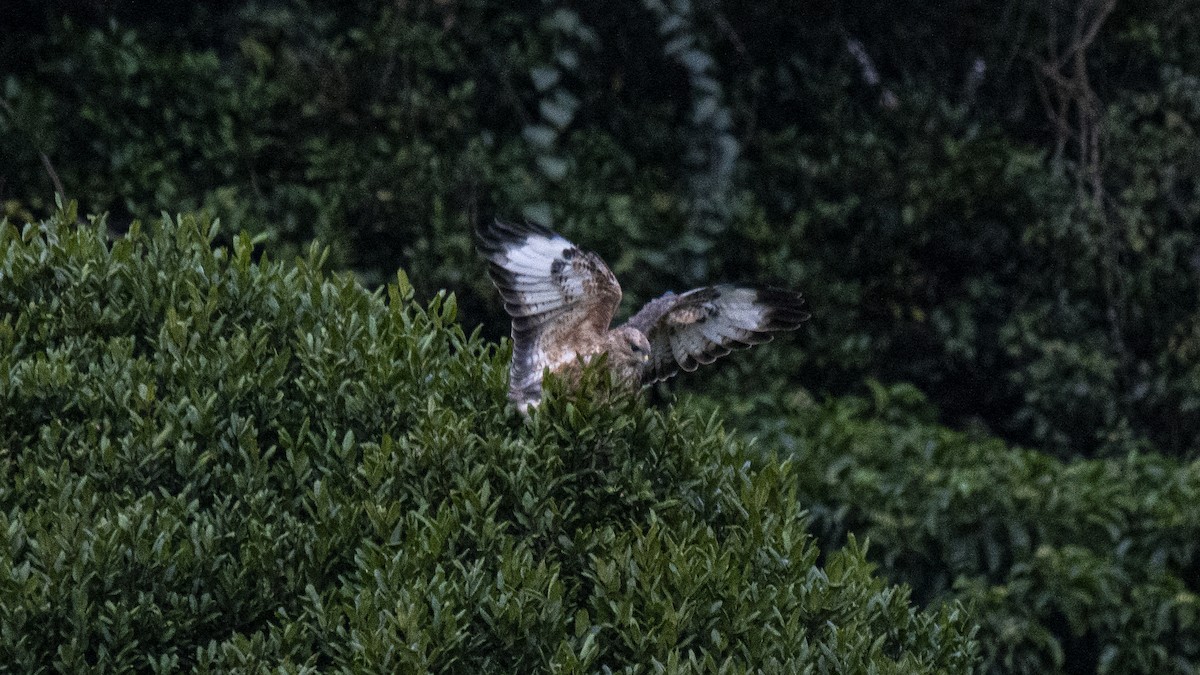 ヨーロッパノスリ - ML646281243