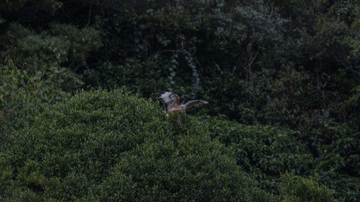 ヨーロッパノスリ - ML646281244